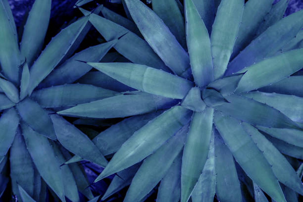 istock green leaves for background and wallpaper 1213679854