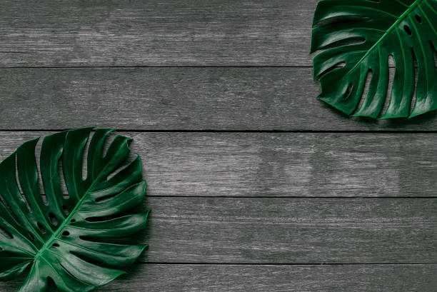 istock green leaves for background and wallpaper 1213679856