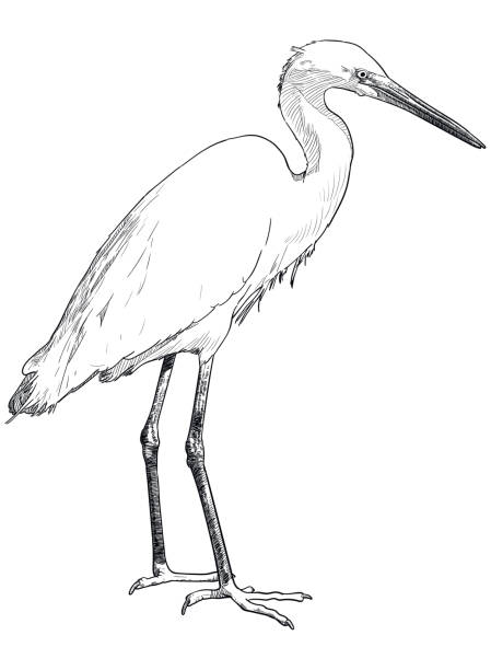 illustrazioni stock, clip art, cartoni animati e icone di tendenza di disegno vettoriale di garzetta bianca - bird egret wildlife animal