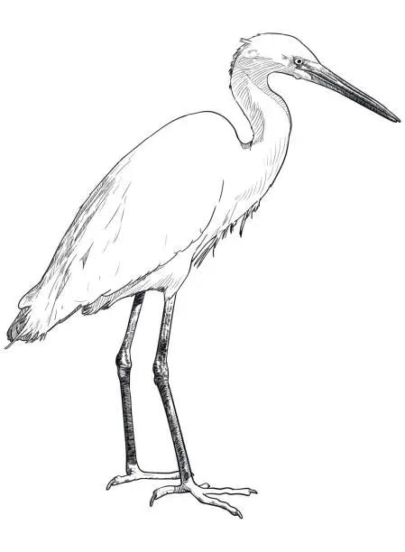 Vector illustration of Vector drawing of white egret
