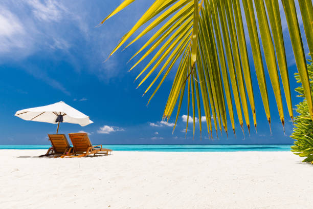 istock Palm leaves with deck chairs and sun umbrella on the beach. 1213681997