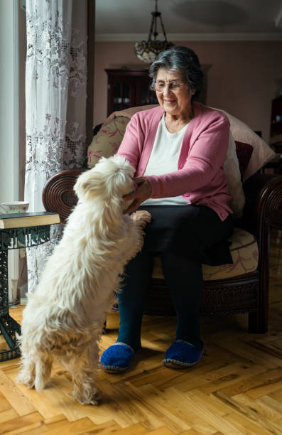 femme aîné à la maison - senior adult dog nursing home pets photos et images de collection