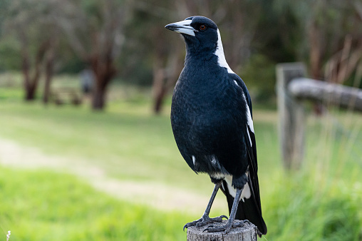 Taxon name: Paperbark Flycatcher\nTaxon scientific name: Myiagra nana\nLocation: Adels Grove, Queensland, Australia