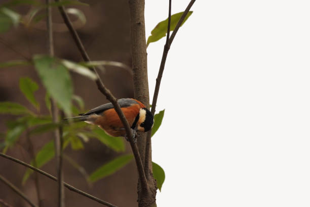 istock Nature background with a Varied tit 1213682256