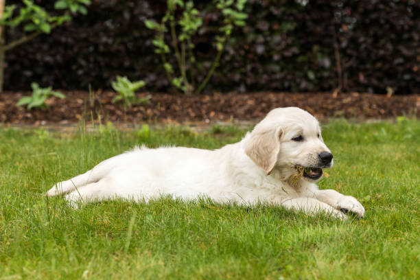 istock Happy puppy VI 1213682550