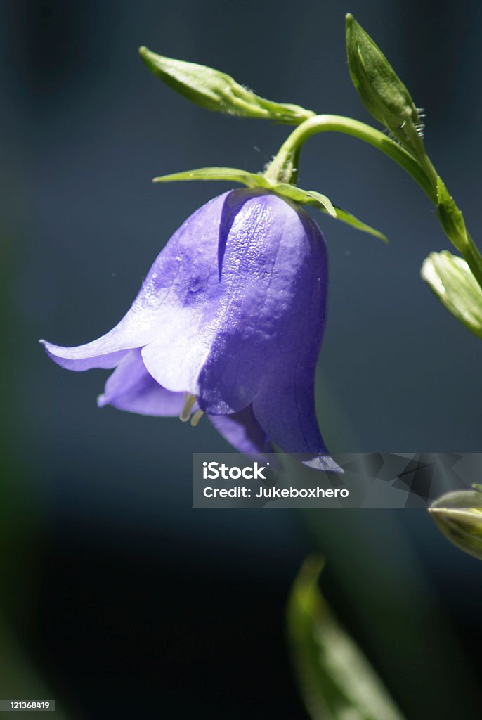 Blaue Blumenmuster - Lizenzfrei Baumblüte Stock-Foto