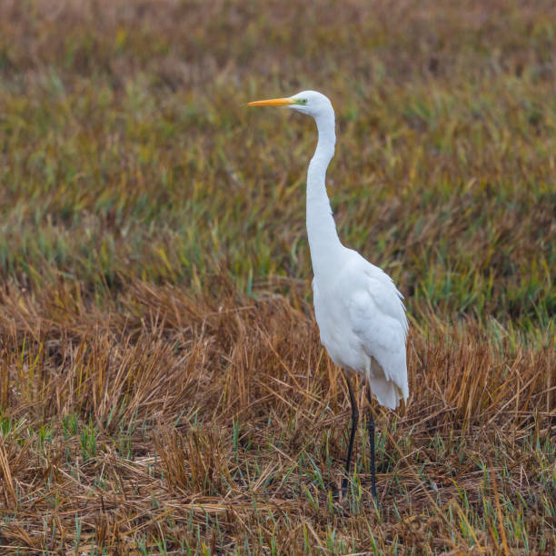istock side view great white egret (egretta alba) standing in cut reed 1213684660