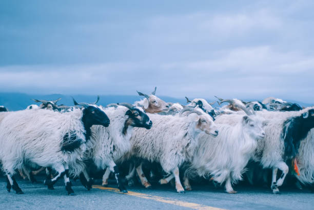 Herd of kashmir (pashmina) goats in Ibtet