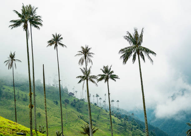 istock Valley full of palm trees 1213685596