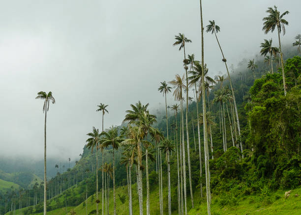 istock Valley full of palm trees 1213686389