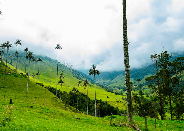 istock Valley full of palm trees 1213686480
