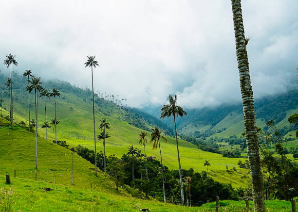 istock Valley full of palm trees 1213686502