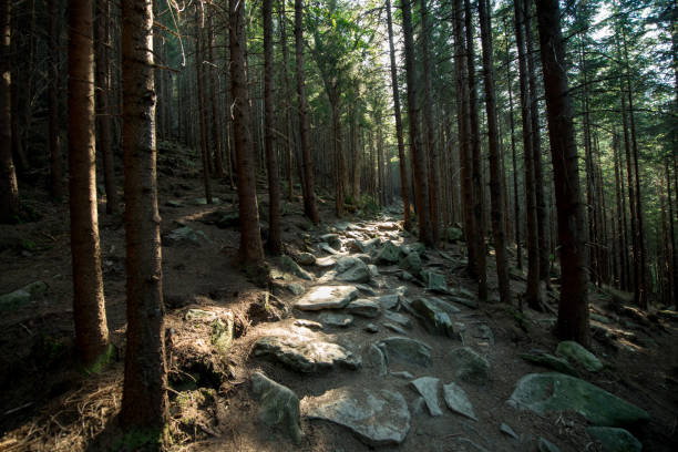 Scenic stone road in a mountain dark forest lit by the sun