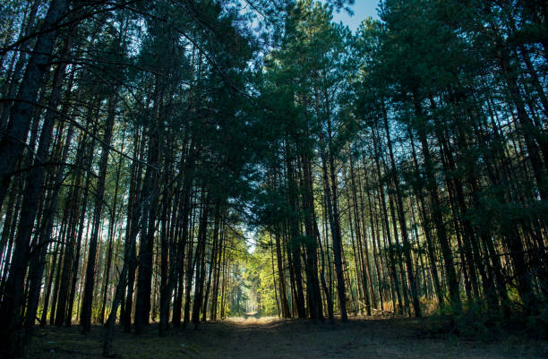 Sunny passage in a picturesque dark forest
