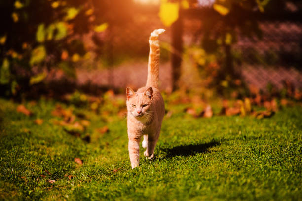 istock Beautiful red cat on green grass. Summer day. 1213687180