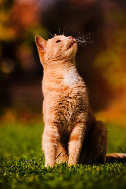 istock Beautiful red cat on green grass. Summer day. 1213687205