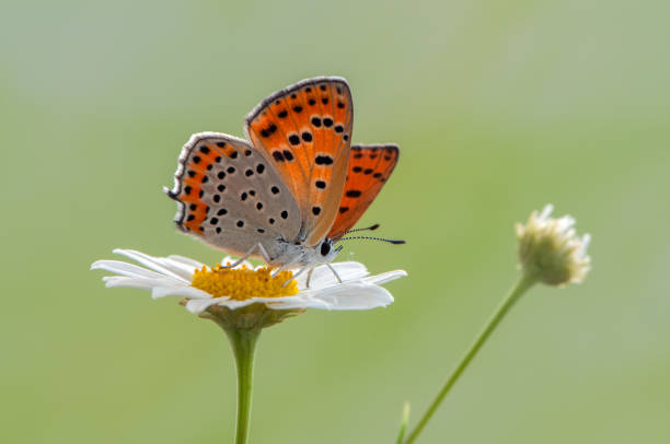istock Little butterfly Lycaena thersamon on daisy on a clearing 1213687248