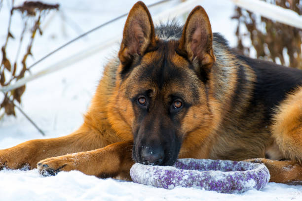 istock Dog german shepherd in a park in a winter day 1213688490