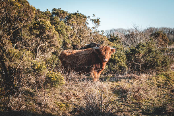 istock Cow in Bodmin Moor 1213689546