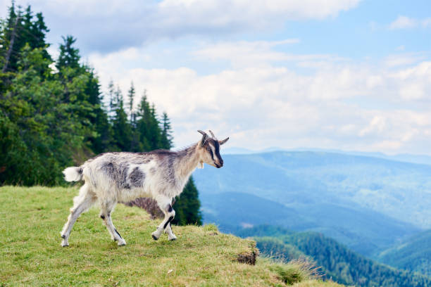 istock Goat standing, mountain scenery on background. 1213691363