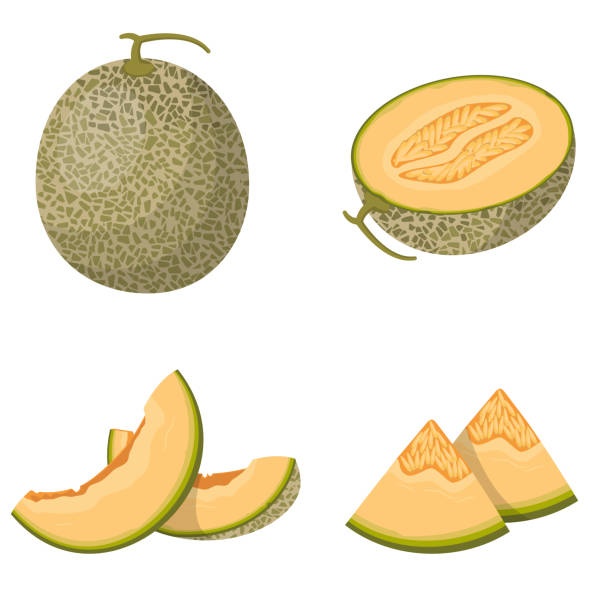 Whole and sliced melon. Whole and sliced melon. Vector set in cartoon style isolated on white background. melon stock illustrations