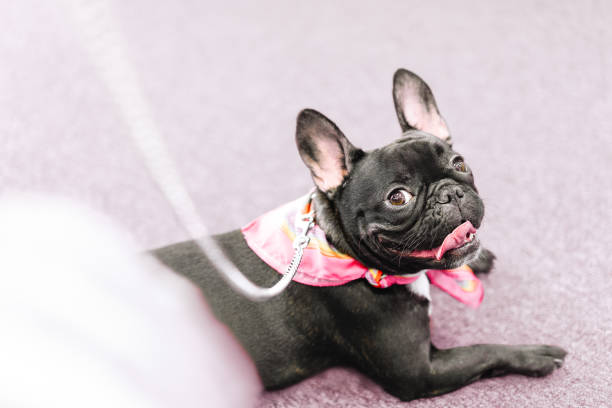 istock Portrait Of A Dog 1213691530