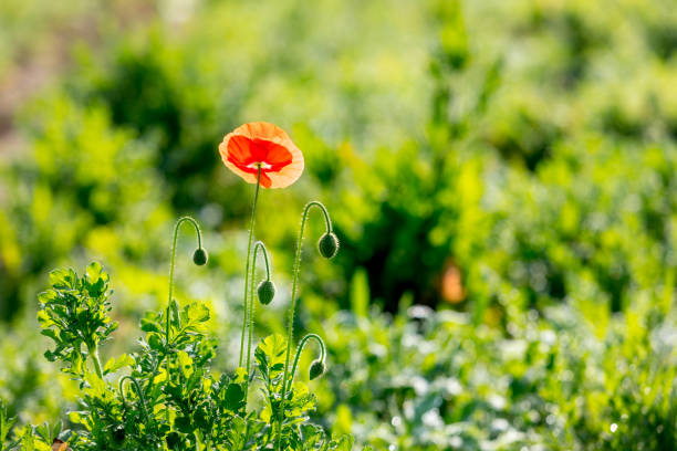 Corn poppy flower in bloom