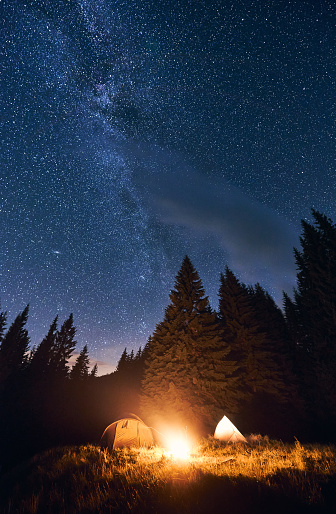 Bright night sky is strewn with stars and Milky Way. Silhouettes of huge fir trees add magic to the landscape. Evening camping in a pine forest with a burning campfire near two tourist tents