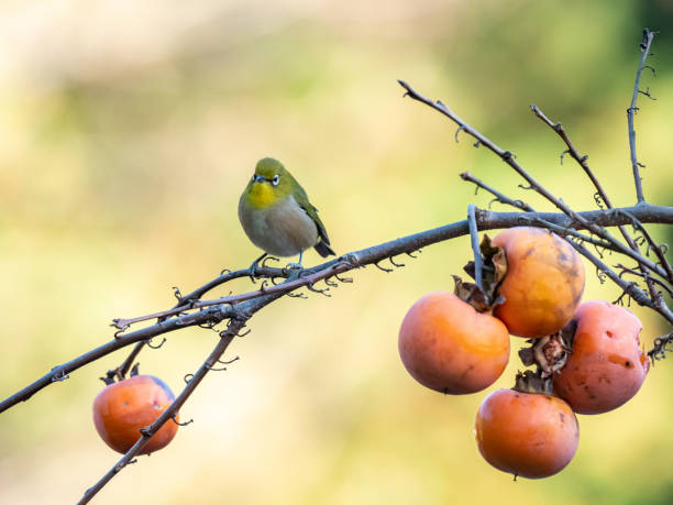 istock Japanese white-eye in a fruit tree 16 1213692216
