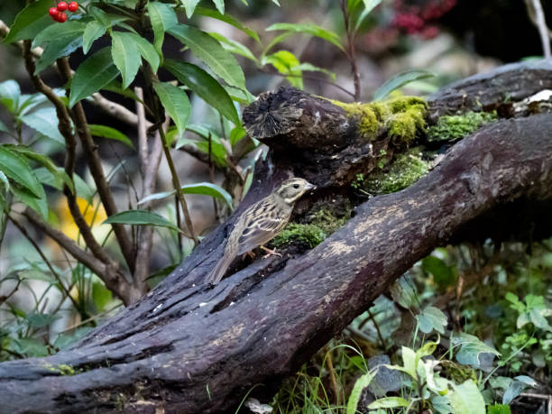 istock black-faced bunting on a fallen log 16 1213692411