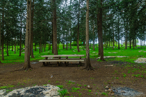 Trees and picnic table in the Kiryat Ata Forest (Tzippori Forest scenic route), Northern Israel