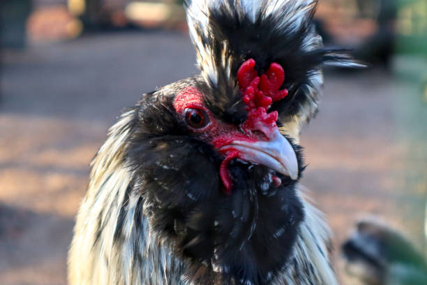istock Portrait of rooster. 1213693919