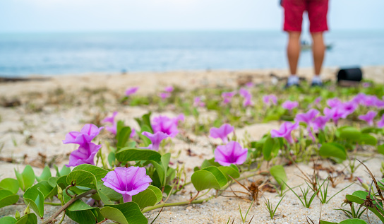Pangkor, Malaysia: 15th March 2020 - Low angle view of purple convolvulus flower on the beach at Pangkor, Malaysia.