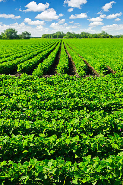 istock Multiple rows of greened soy plants in a field 121369597