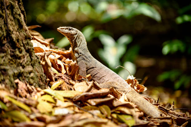istock big lizard in singapore park 1213696467