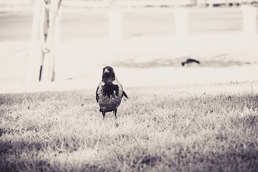 Crow standing on a patch of grass in the park and looking at camera. Vintage black and white selective focus.