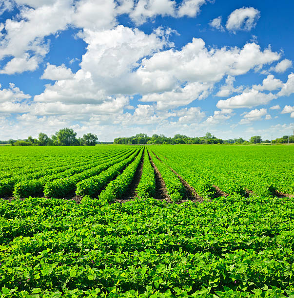 istock Rows of soy plants in a field 121369769