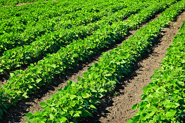 istock Rows of soy plants in a field 121369773