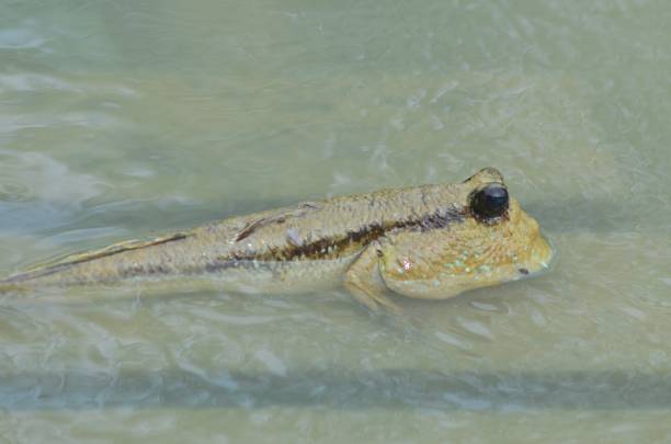 istock Little mudskipper lies in the water 1213698377