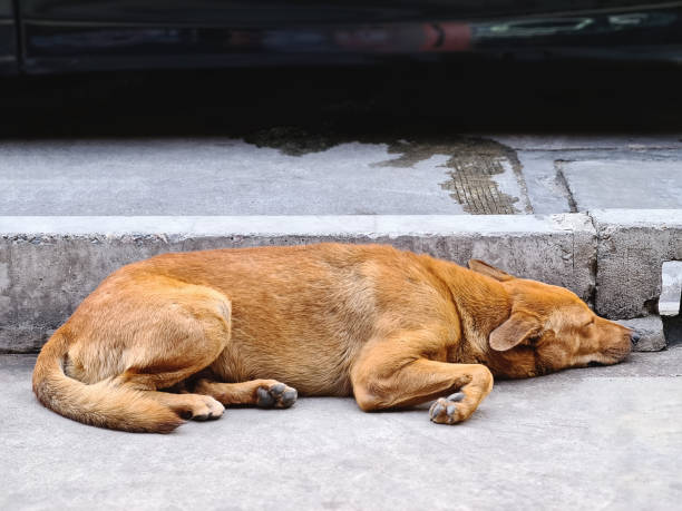 istock Lonely Brown Stray Dog Sleeping on the Floor 1213699624