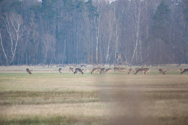 istock A large group of fallow deer 1213699943