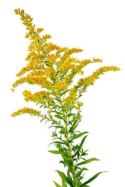 Goldenrod plant Blooming goldenrod plant isolated on white background ragweed stock pictures, royalty-free photos & images