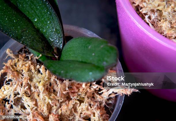 Dried Sphagnum Moss In A Pot With Orchid Stock Photo - Download