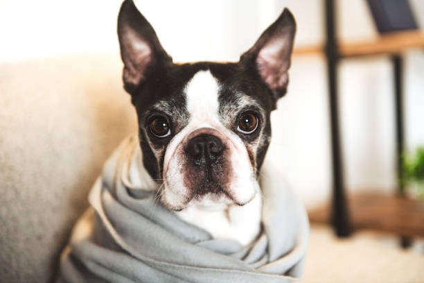 istock Beautiful boston terrier dog on the home sofa 1213701547