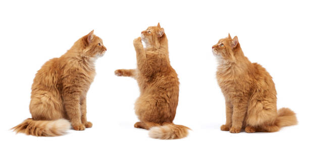 istock adult fluffy red cat sits on its hind legs, front paws pulls up 1213701882