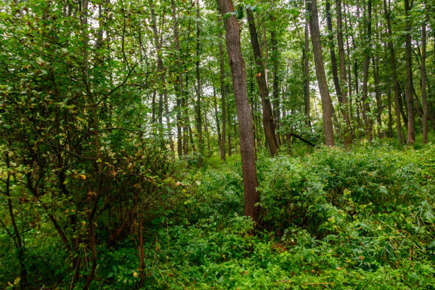 istock View of a green forest at summer 1213702658
