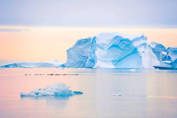 Blue icebergs in Atlantic ocean at sunset in Saqqaq village, western Greenland. Flock of ducks flowing on the water among icebergs.