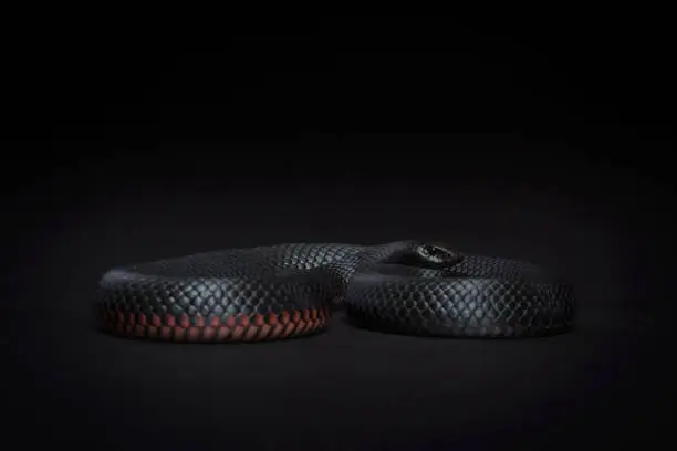 One of Australia’s stunning collection of venomous snakes.