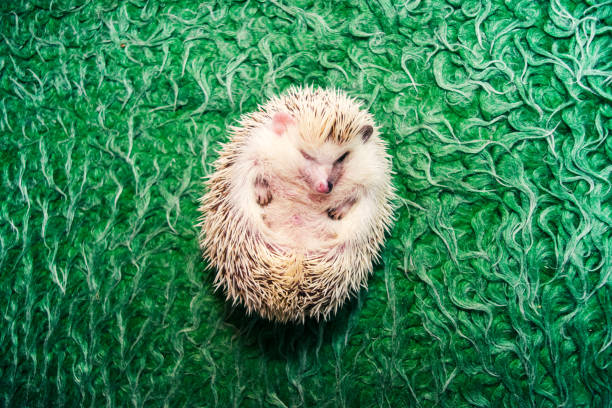 Cute hedgehog stock photo