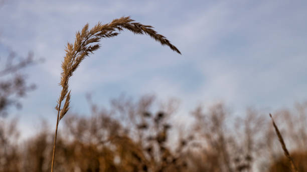 grano o mais nel campo utilizzabile per la carta condoleance perché è un modo di riposo e tristezza - weat foto e immagini stock